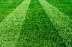 Lawn Treatment Exmouth (01395)