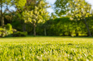 Lawn Mowing York UK