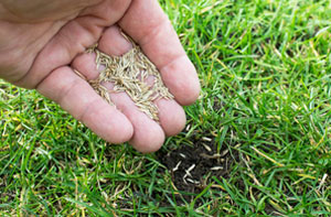 Lawn Overseeding Lawn Overseeding Failsworth