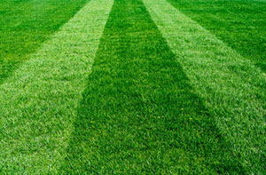 Lawn Treatment Ballingry (01592)