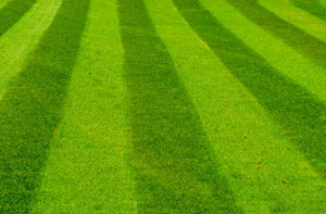 Lawn Treatment Nettleham (01522)